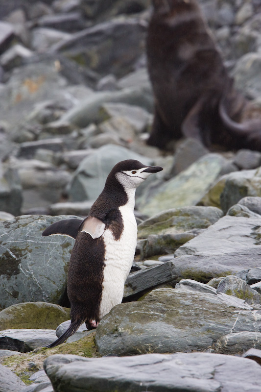 Chinstrap Penguin